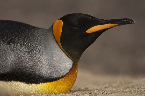 King Penguin (Aptenodytes p. patagonica). Saunders Island. FALKLAND ISLANDS