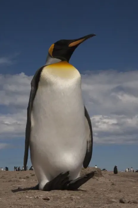Framed Print : King Penguin (Aptenodytes p. patagonica). Saunders Island. FALKLAND ISLANDS Framed Print : King Penguin (Aptenodytes p. patagonica). Saunders Island. FALKLAND ISLANDS