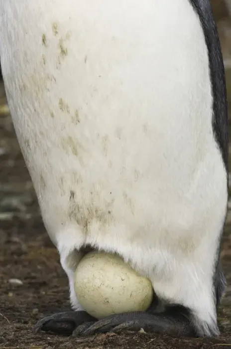 Framed Print : King Penguin (Aptenodytes p. patagonica). Incubating egg on feet. Volunteer Point Framed Print : King Penguin (Aptenodytes p. patagonica). Incubating egg on feet. Volunteer Point