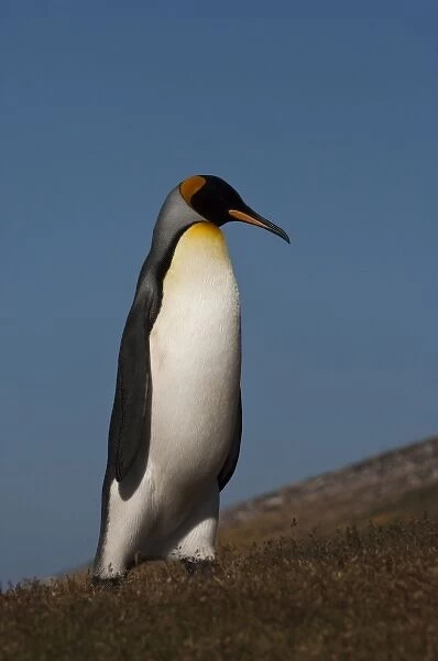 King Penguin (Aptenodytes p. patagonica), Saunders Island, Falkland Island