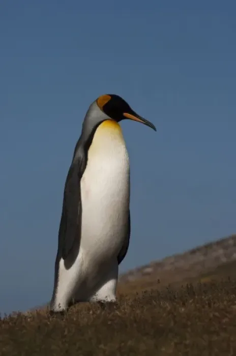 Framed Print : King Penguin (Aptenodytes p. patagonica), Saunders Island, Falkland Island