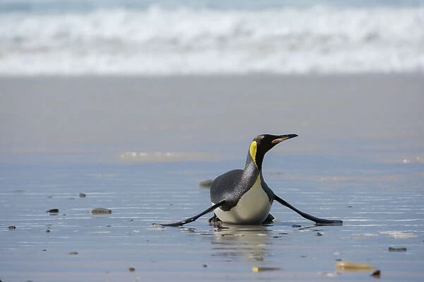 King penguin, Aptenodytes patagonica, coming ashore