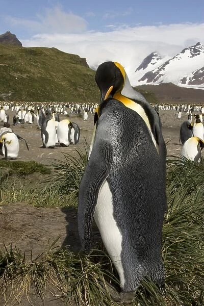 King Penguin, Aptenodytes patagonica, in colonies in the Falkland Islands, Antarctica