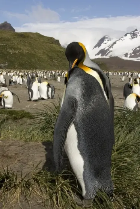 Framed Print : King Penguin, Aptenodytes patagonica, in colonies in the Falkland Islands, Antarctica Framed Print : King Penguin, Aptenodytes patagonica, in colonies in the Falkland Islands, Antarctica