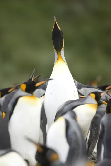 Framed Print : King Penguin, Aptenodytes patagonica, in colonies in the Falkland Islands, Antarctica