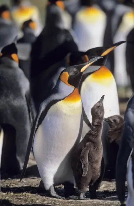 Framed Print : King Penguin (Aptenodytes patagonica) chick is begging for food and is fed subsequently Framed Print : King Penguin (Aptenodytes patagonica) chick is begging for food and is fed subsequently