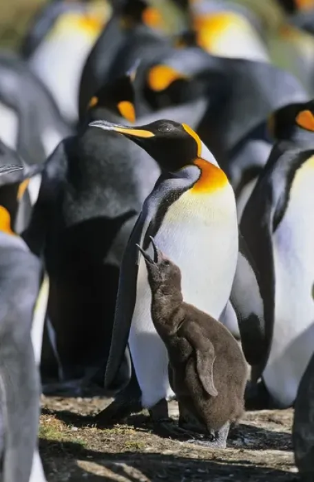 Framed Print : King Penguin (Aptenodytes patagonica) chick is begging for food and is fed subsequently