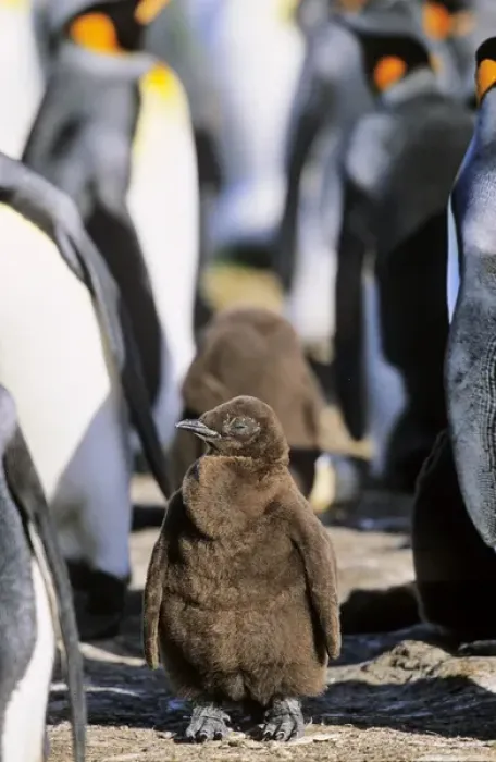 Framed Print : King Penguin (Aptenodytes patagonica) chick is waiting for parents left alone in Framed Print : King Penguin (Aptenodytes patagonica) chick is waiting for parents left alone in