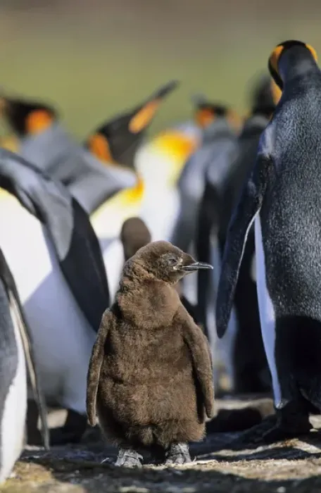Framed Print : King Penguin (Aptenodytes patagonica) chick is waiting for parents left alone in Framed Print : King Penguin (Aptenodytes patagonica) chick is waiting for parents left alone in