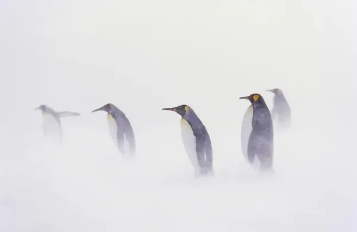Framed Print : King Penguin (Aptenodytes patagonica) colony in snow during snowstrom, St. Andrews Bay Framed Print : King Penguin (Aptenodytes patagonica) colony in snow during snowstrom, St. Andrews Bay