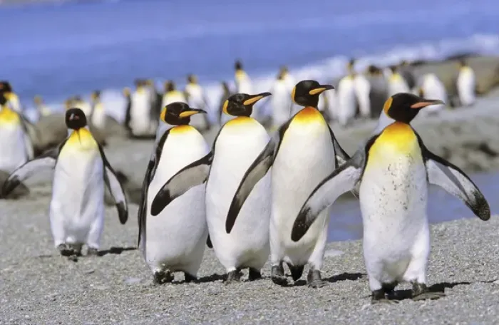 Framed Print : King Penguin (Aptenodytes patagonica) group of adults marching to the colony on beach, St Framed Print : King Penguin (Aptenodytes patagonica) group of adults marching to the colony on beach, St