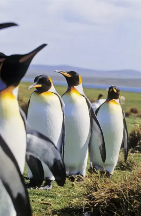 Framed Print : King Penguin (Aptenodytes patagonica) group near the colony at Volunteer Point