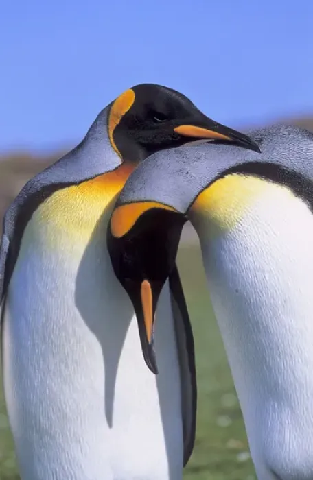 Framed Print : King Penguin (Aptenodytes patagonica) pair preparing for mating near the colony Framed Print : King Penguin (Aptenodytes patagonica) pair preparing for mating near the colony