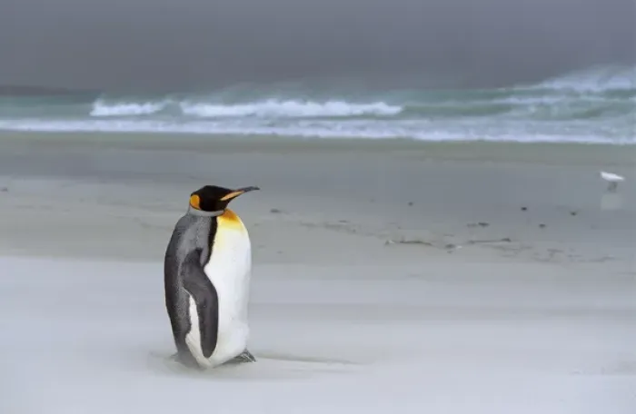 Framed Print : King Penguin (Aptenodytes patagonica) is resting on stormy weather with sandstorm