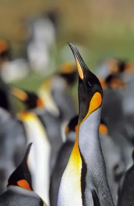 Framed Print : King Penguin (Aptenodytes patagonica) trumpeting in the colony at Volunteer Point