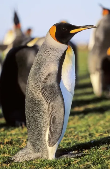 Framed Print : King Penguin (Aptenodytes patagonica) at Volunteer Point on the Falkland Islands