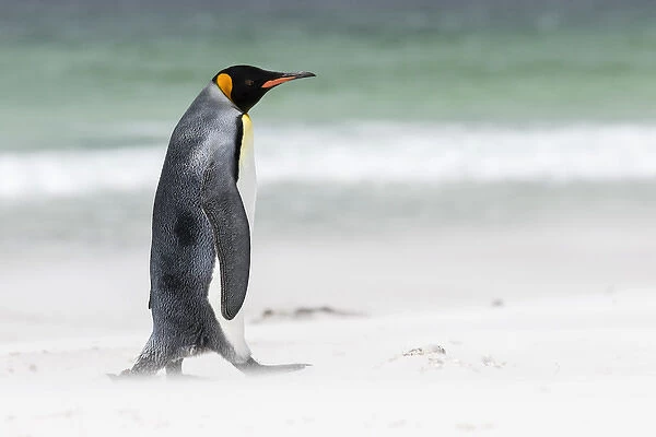 King Penguin (Aptenodytes patagonicus) on the Falkand Islands in the South Atlantic