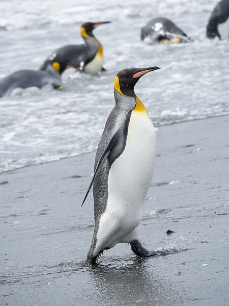 King Penguin (Aptenodytes patagonicus) rookery on Salisbury Plain in the Bay of Isles