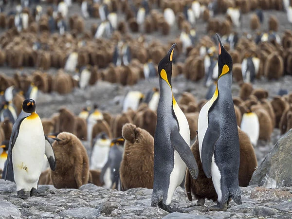 King Penguin (Aptenodytes patagonicus) on the island of South Georgia, rookery in St