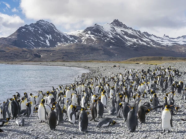 King Penguin (Aptenodytes patagonicus) on the island of South Georgia, rookery in Fortuna Bay