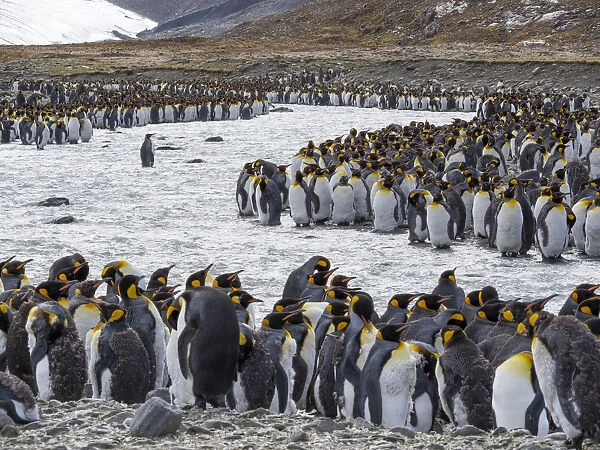 King Penguin (Aptenodytes patagonicus) rookery in St. Andrews Bay. Adults molting