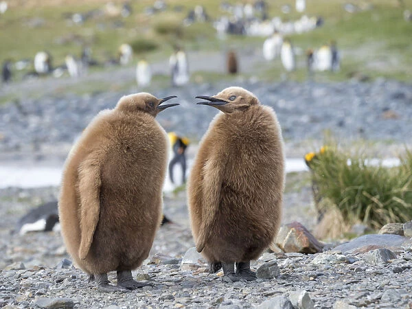 King Penguin (Aptenodytes patagonicus) rookery in Fortuna Bay. Chick in typical brown plumage