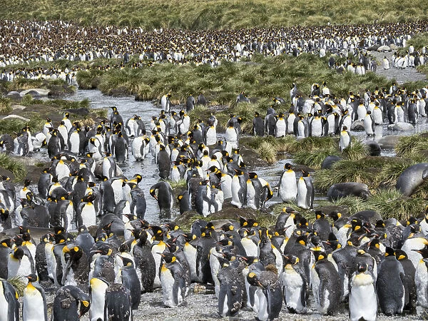 King Penguin (Aptenodytes patagonicus) rookery in Gold Harbour. South Georgia Island