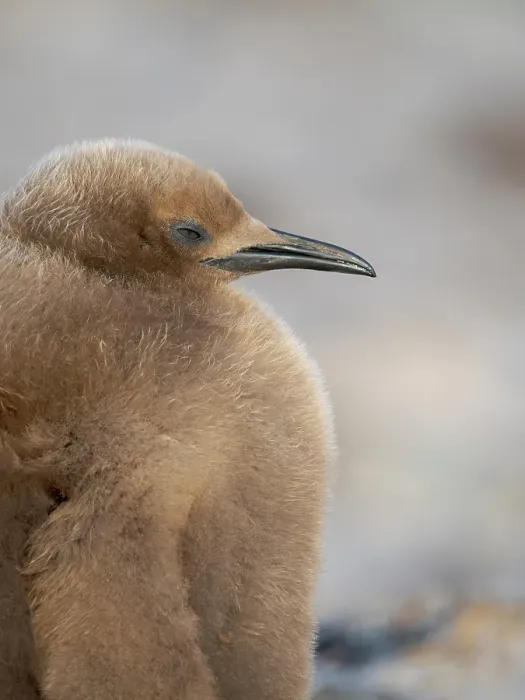 Framed Print : King Penguin (Aptenodytes patagonicus), half grown chick on beach of Saunders Island. South America, Falkland Islands