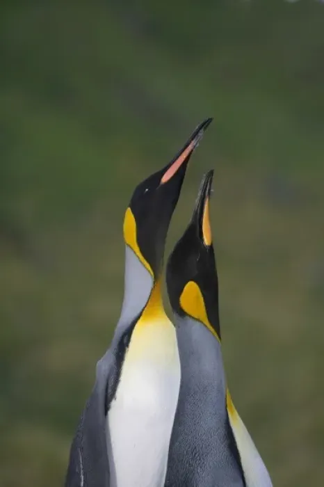 Framed Print : King Penguin (Aptenodytes patagonicus), Gold Harbor, South Georgia, Antarctica Framed Print : King Penguin (Aptenodytes patagonicus), Gold Harbor, South Georgia, Antarctica