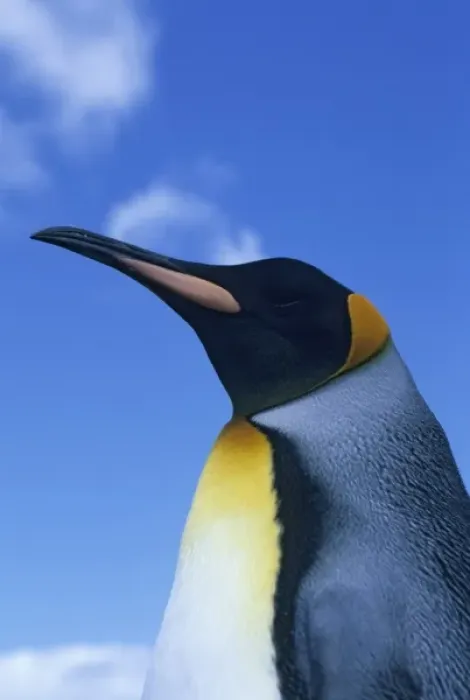 Framed Print : King Penguin, (Aptenodytes patagonicus), Volunteer Point, Falkland Islands
