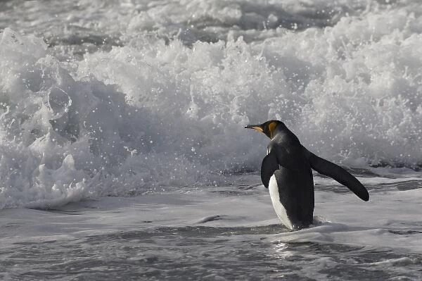 King Penguin (Aptenodytes patagonicus) on the beach, Gold Harbor, South Georgia