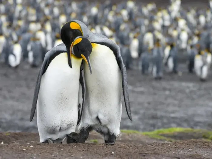 Framed Print : King Penguin (Aptenodytes patagonicus) on the Falkand Islands in the South Atlantic Framed Print : King Penguin (Aptenodytes patagonicus) on the Falkand Islands in the South Atlantic
