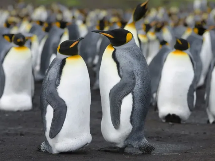 Framed Print : King Penguin (Aptenodytes patagonicus) on the Falkand Islands in the South Atlantic Framed Print : King Penguin (Aptenodytes patagonicus) on the Falkand Islands in the South Atlantic