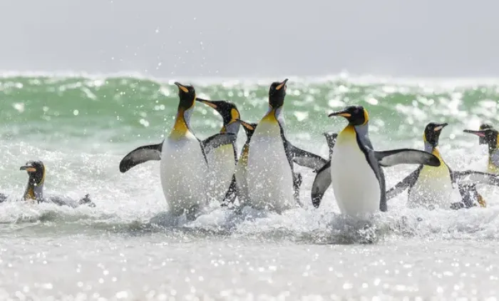 Framed Print : King Penguin (Aptenodytes patagonicus) on the Falkand Islands in the South Atlantic Framed Print : King Penguin (Aptenodytes patagonicus) on the Falkand Islands in the South Atlantic