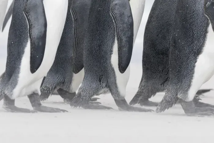 Framed Print : King Penguin (Aptenodytes patagonicus) on the Falkand Islands in the South Atlantic