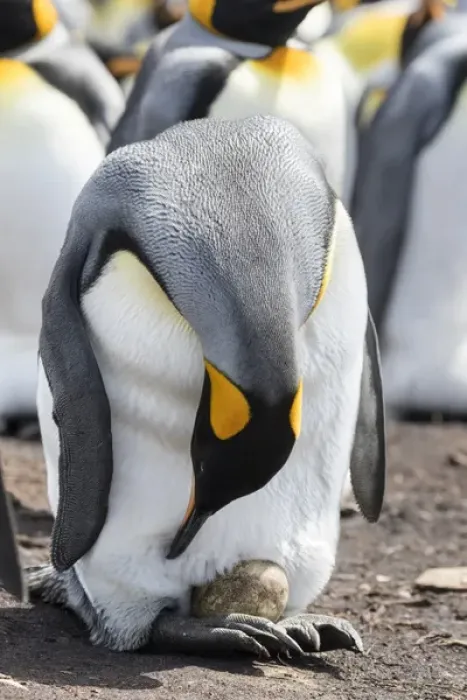 Framed Print : King Penguin (Aptenodytes patagonicus) on the Falkand Islands in the South Atlantic Framed Print : King Penguin (Aptenodytes patagonicus) on the Falkand Islands in the South Atlantic