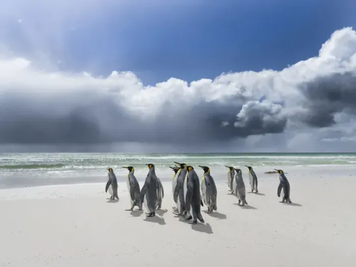 Framed Print : King Penguin (Aptenodytes patagonicus) on the Falkand Islands in the South Atlantic Framed Print : King Penguin (Aptenodytes patagonicus) on the Falkand Islands in the South Atlantic