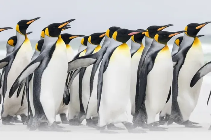Framed Print : King Penguin (Aptenodytes patagonicus) on the Falkand Islands in the South Atlantic