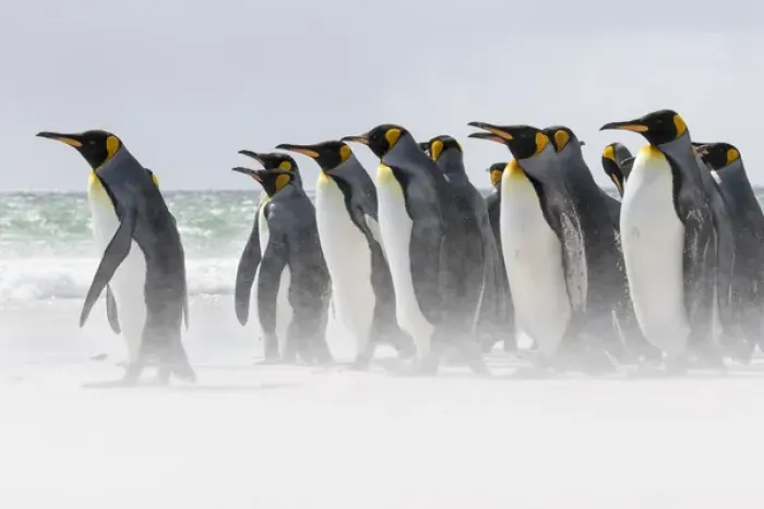 Framed Print : King Penguin (Aptenodytes patagonicus) on the Falkand Islands in the South Atlantic Framed Print : King Penguin (Aptenodytes patagonicus) on the Falkand Islands in the South Atlantic