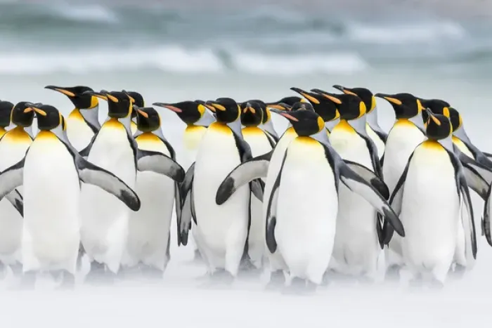 Framed Print : King Penguin (Aptenodytes patagonicus) on the Falkand Islands in the South Atlantic