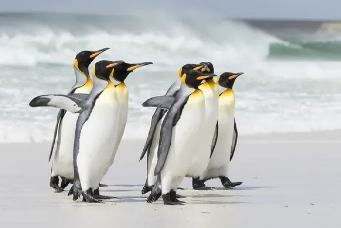 Framed Print : King Penguin (Aptenodytes patagonicus) on the Falkand Islands in the South Atlantic