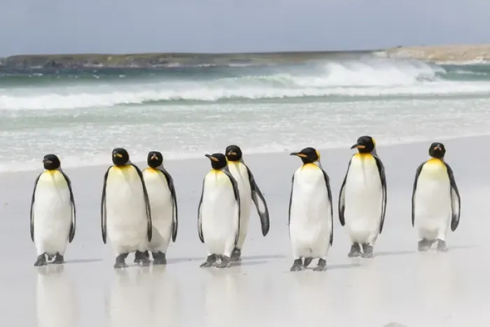 Framed Print : King Penguin (Aptenodytes patagonicus) on the Falkand Islands in the South Atlantic Framed Print : King Penguin (Aptenodytes patagonicus) on the Falkand Islands in the South Atlantic