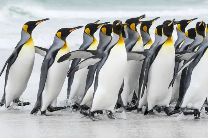 Framed Print : King Penguin (Aptenodytes patagonicus) on the Falkand Islands in the South Atlantic Framed Print : King Penguin (Aptenodytes patagonicus) on the Falkand Islands in the South Atlantic