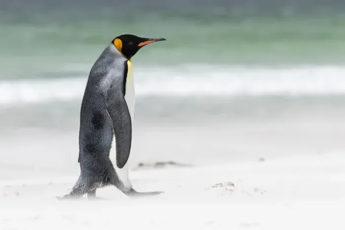 Framed Print : King Penguin (Aptenodytes patagonicus) on the Falkand Islands in the South Atlantic Framed Print : King Penguin (Aptenodytes patagonicus) on the Falkand Islands in the South Atlantic