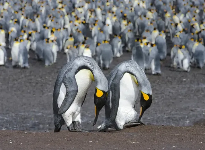 Framed Print : King Penguin (Aptenodytes patagonicus) on the Falkand Islands in the South Atlantic Framed Print : King Penguin (Aptenodytes patagonicus) on the Falkand Islands in the South Atlantic