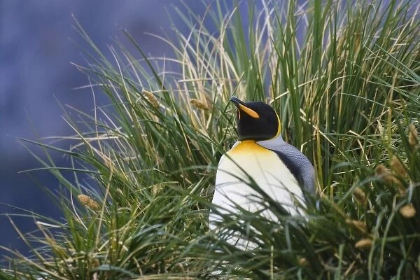 King Penguin (Aptenodytes patagonicus) in the grass, Gold Harbor, South Georgia