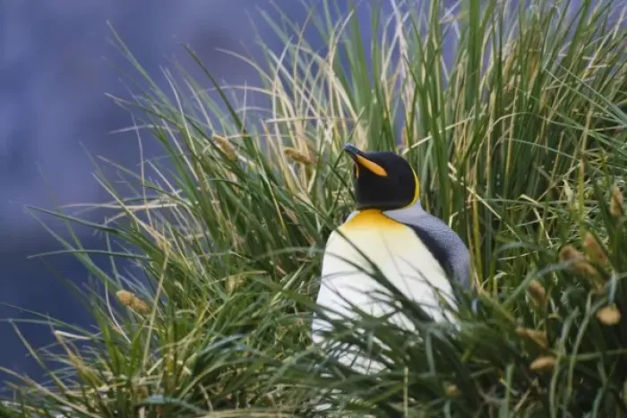 Framed Print : King Penguin (Aptenodytes patagonicus) in the grass, Gold Harbor, South Georgia Framed Print : King Penguin (Aptenodytes patagonicus) in the grass, Gold Harbor, South Georgia