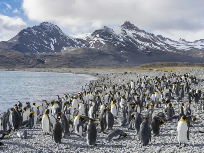 Framed Print : King Penguin (Aptenodytes patagonicus) on the island of South Georgia, rookery in Fortuna Bay