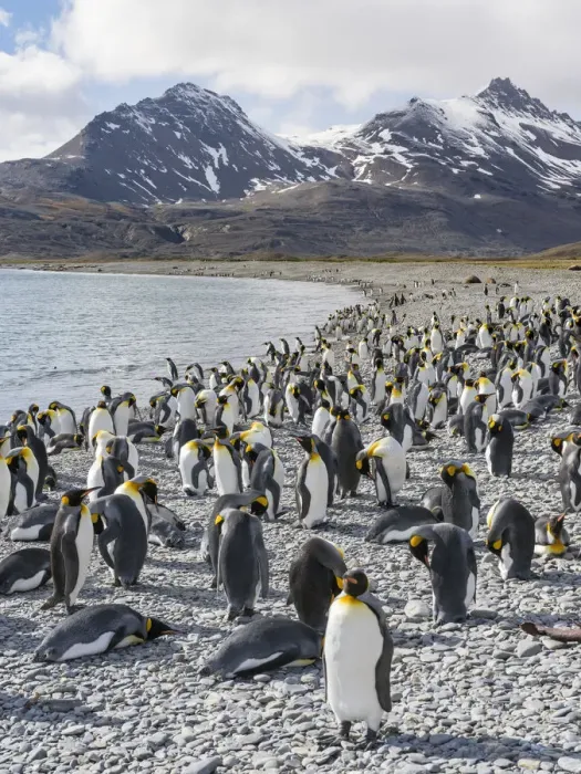 Framed Print : King Penguin (Aptenodytes patagonicus) rookery in Fortuna Bay. South Georgia Island