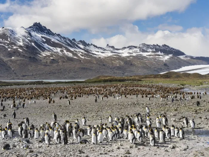 Framed Print : King Penguin (Aptenodytes patagonicus) rookery in Fortuna Bay. South Georgia Island